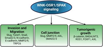 WNK1 in Malignant Behaviors: A Potential Target for Cancer?